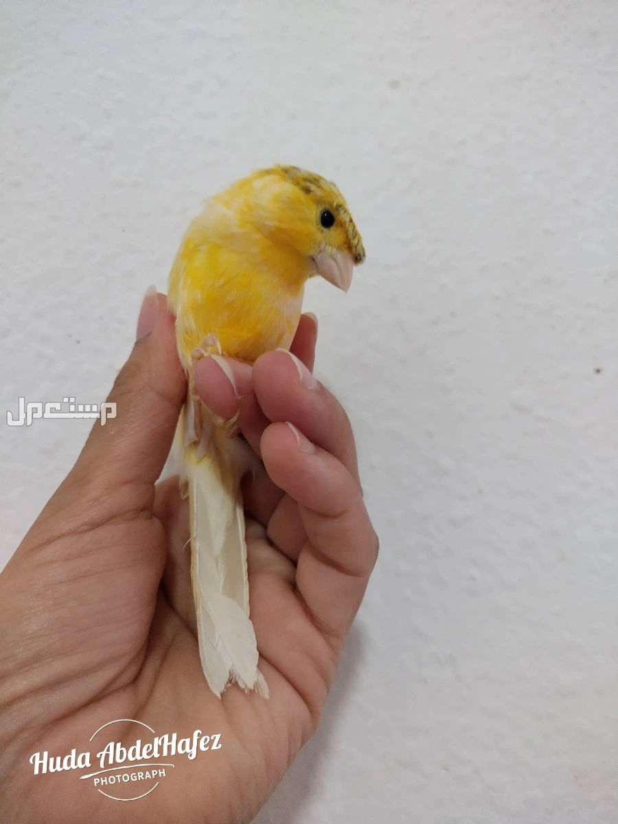 ذكر كناري مغرد جداااا  في الرياض بسعر 200 ريال سعودي