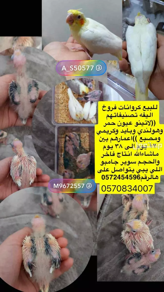 للبيع طيور كروان اجمل انتاج و ولافه وصحه بالرياض ظهرة لبن مخرج 33 في الرياض بسعر 225 ريال سعودي