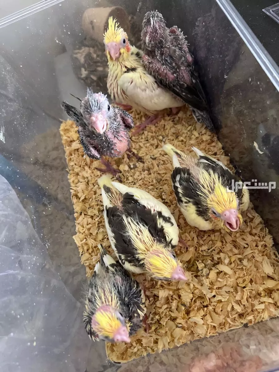 للبيع طيور كروان اجمل انتاج و ولافه وصحه بالرياض ظهرة لبن مخرج 33 في الرياض بسعر 225 ريال سعودي