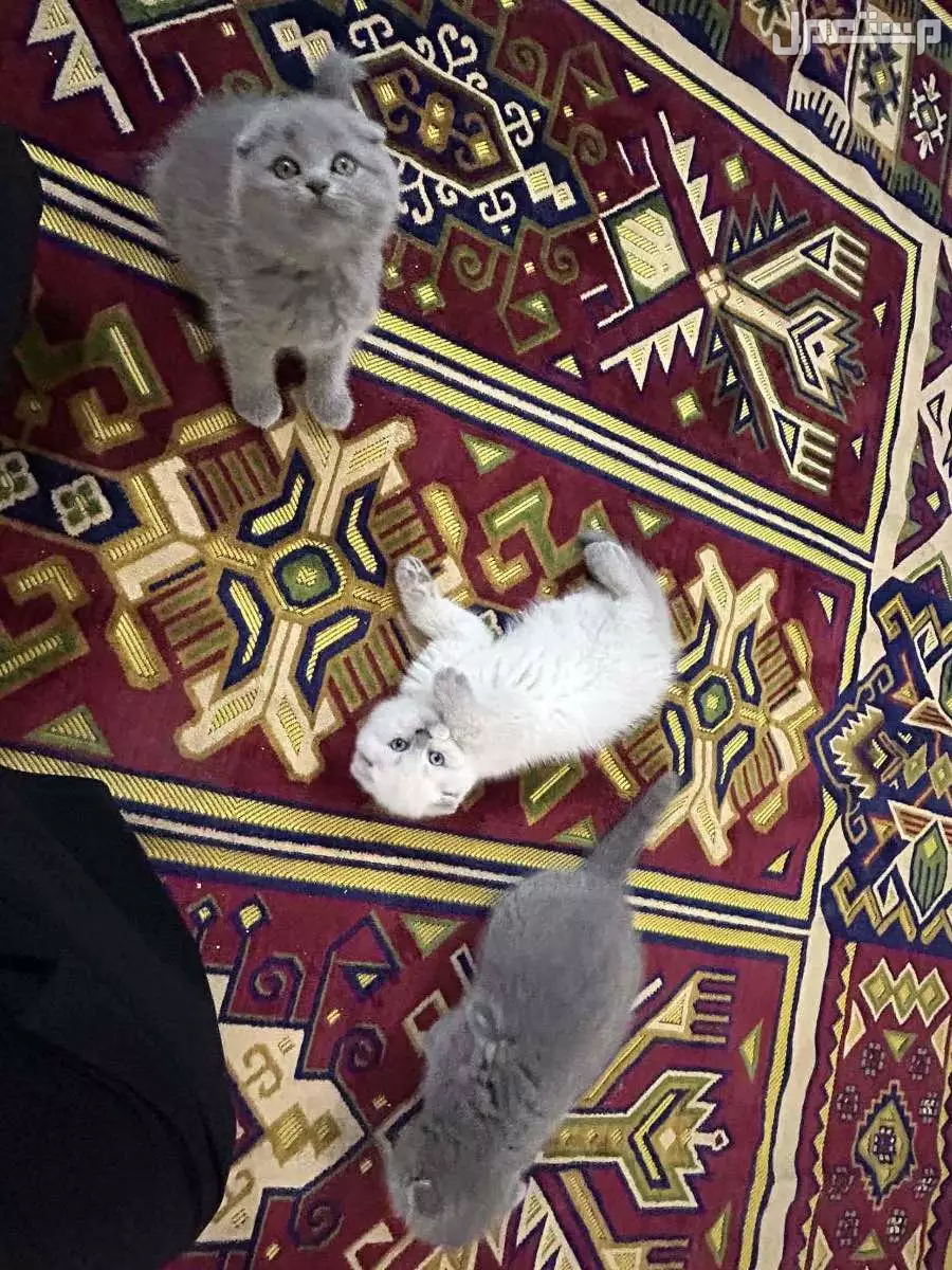 كيتن سكوتش فولد عمرها اقل من شهرين