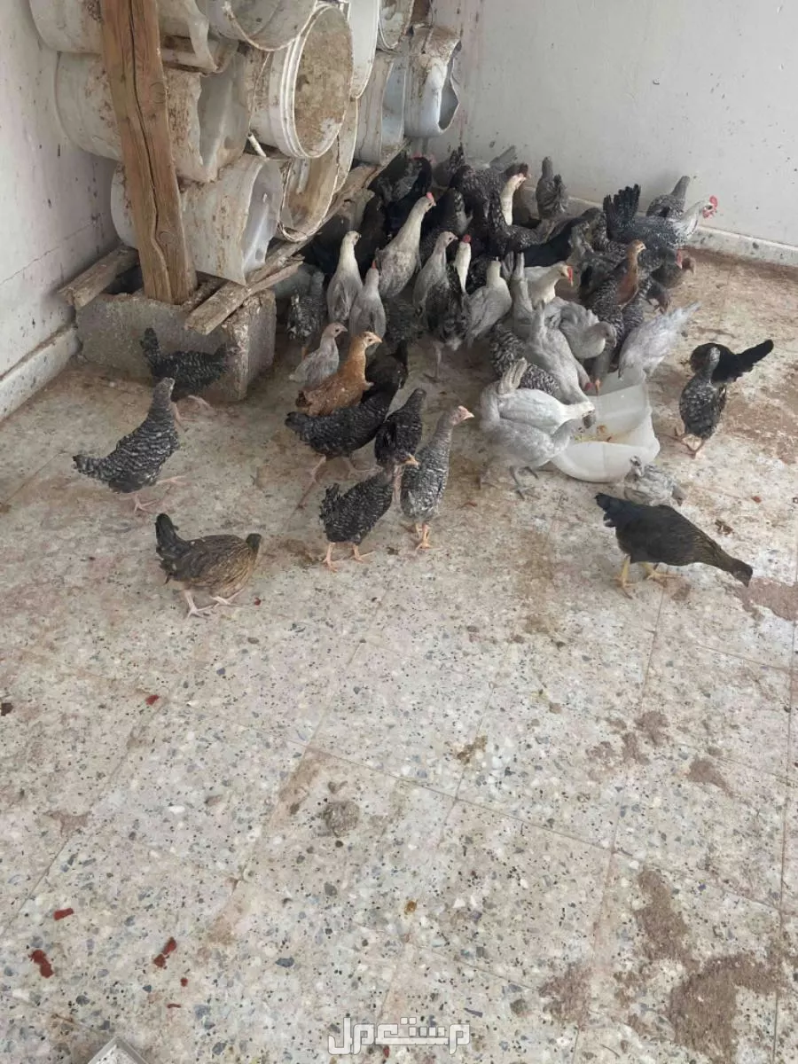للبيع دجاج بلدي العمر شهرين و ثالث اشهر العدد 64 حبه