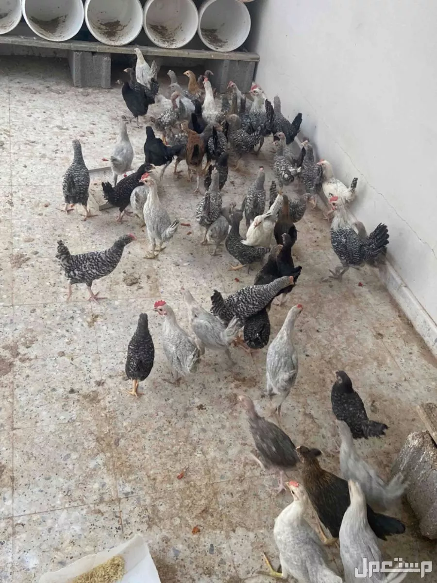 للبيع دجاج بلدي العمر شهرين و ثالث اشهر العدد 64 حبه