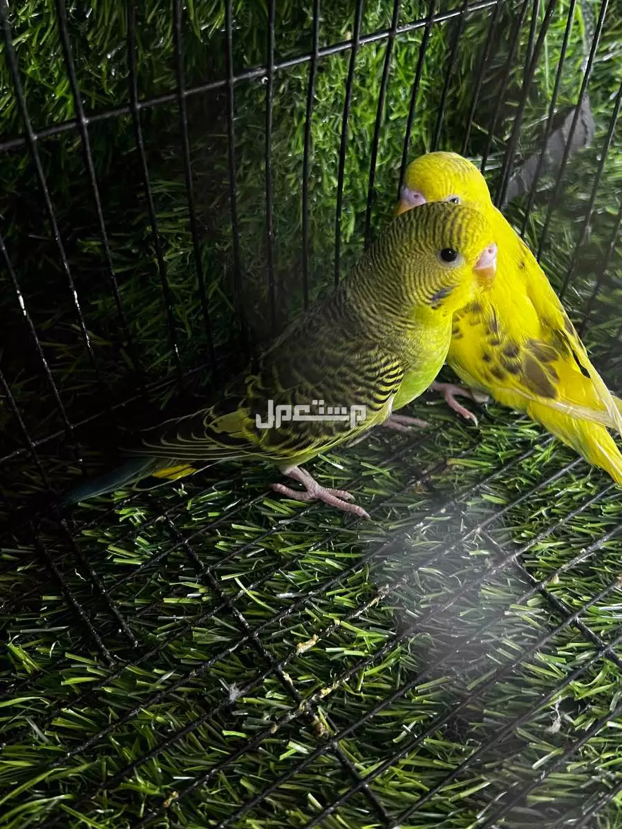للبيع القصيم طيور الحب البادجي
