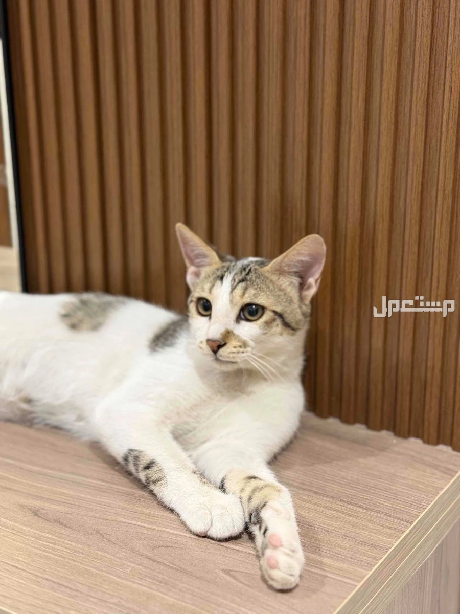 قطط للتبني الاحساء المبرز مجاناً