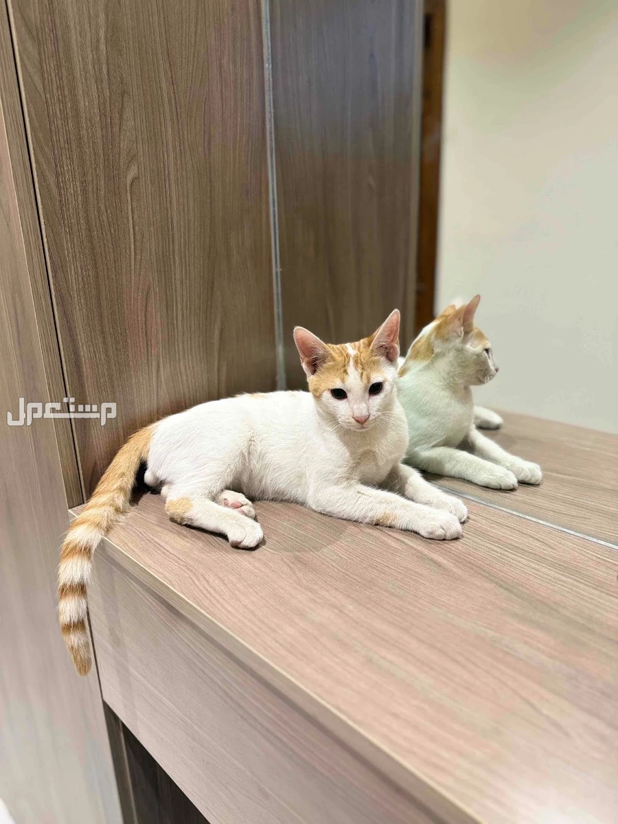 قطط للتبني الاحساء المبرز مجاناً