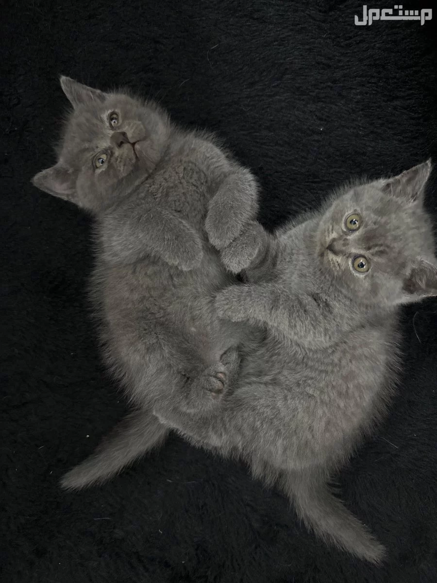 meet out adorable british and scottish shorthair kittens
