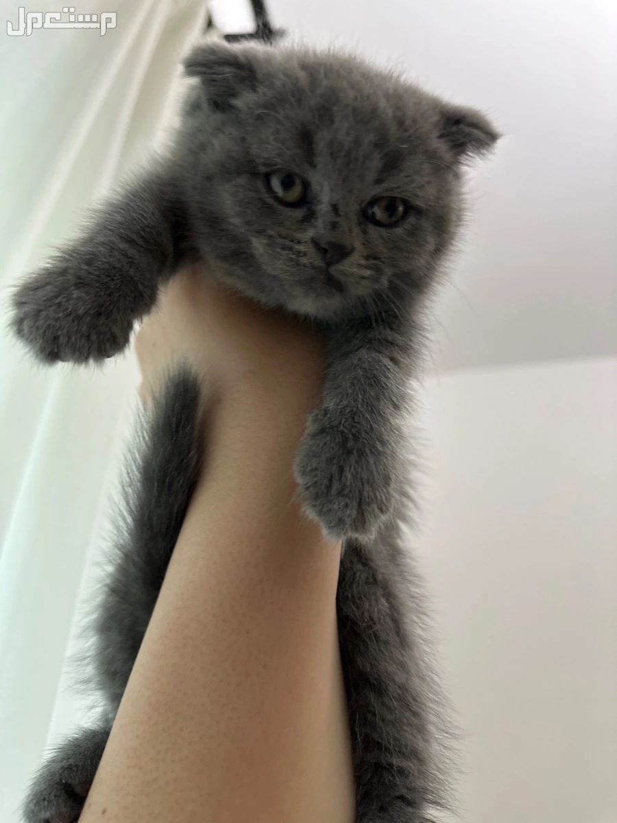 meet out adorable british and scottish shorthair kittens