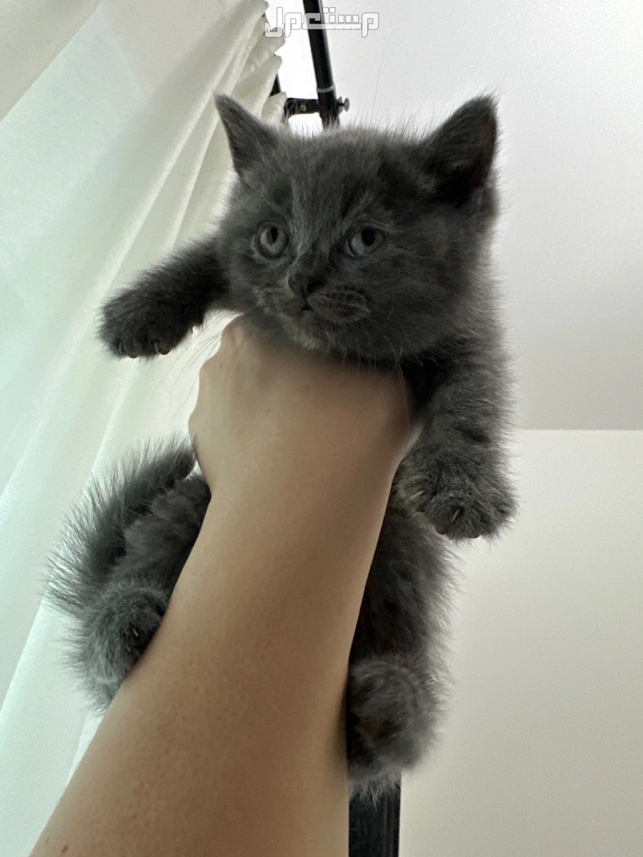 meet out adorable british and scottish shorthair kittens