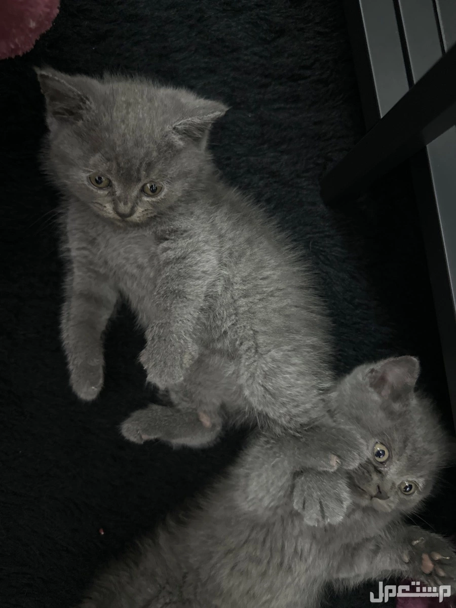 meet out adorable british and scottish shorthair kittens