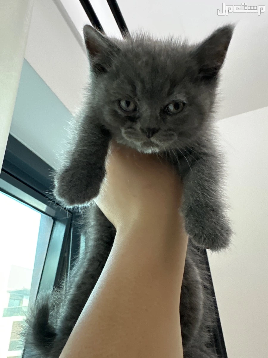 meet out adorable british and scottish shorthair kittens