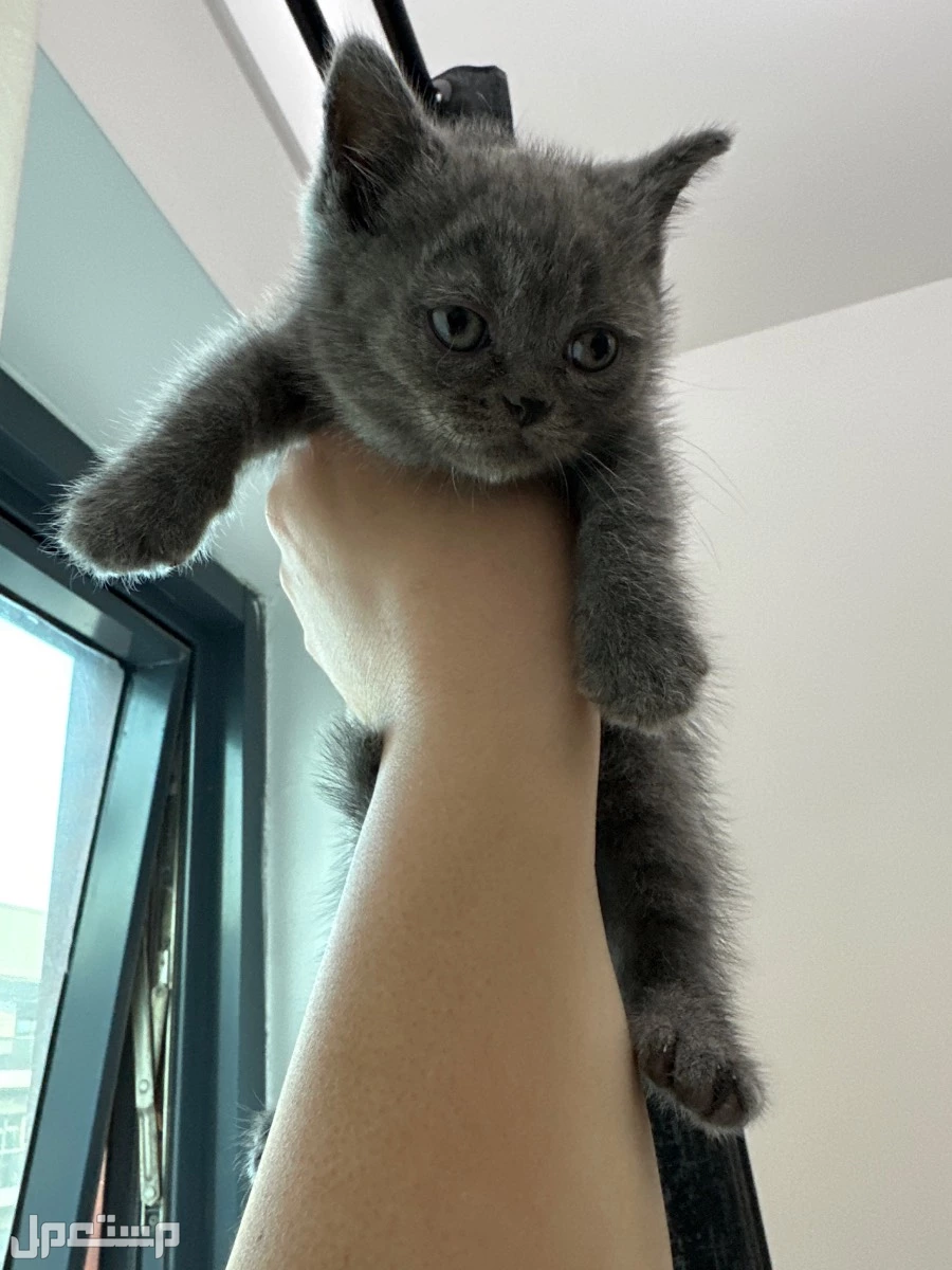meet out adorable british and scottish shorthair kittens