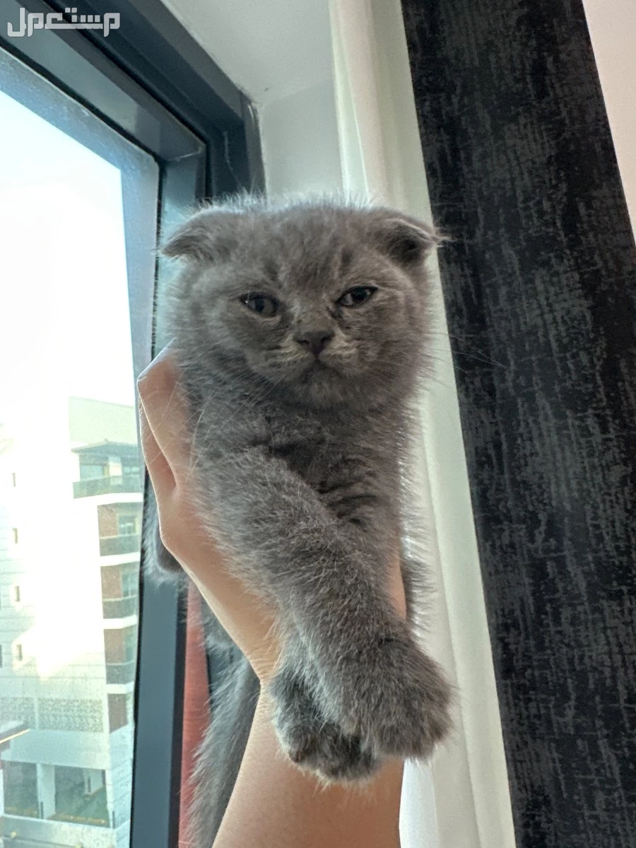 meet out adorable british and scottish shorthair kittens