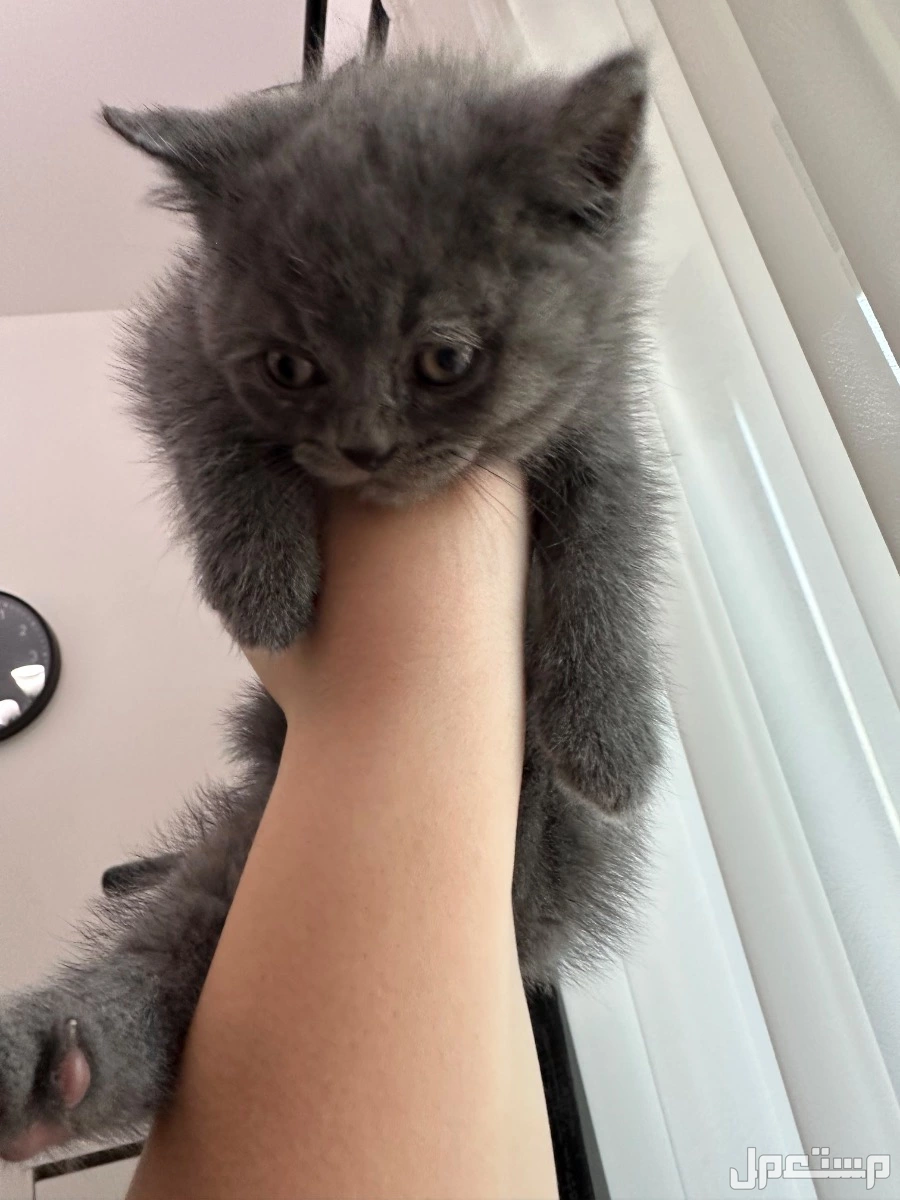 meet out adorable british and scottish shorthair kittens