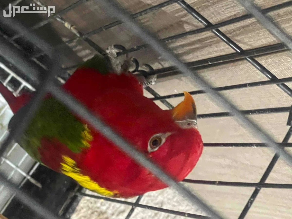 زوج لوري شاترنج نادر التواصل واتس او خاص