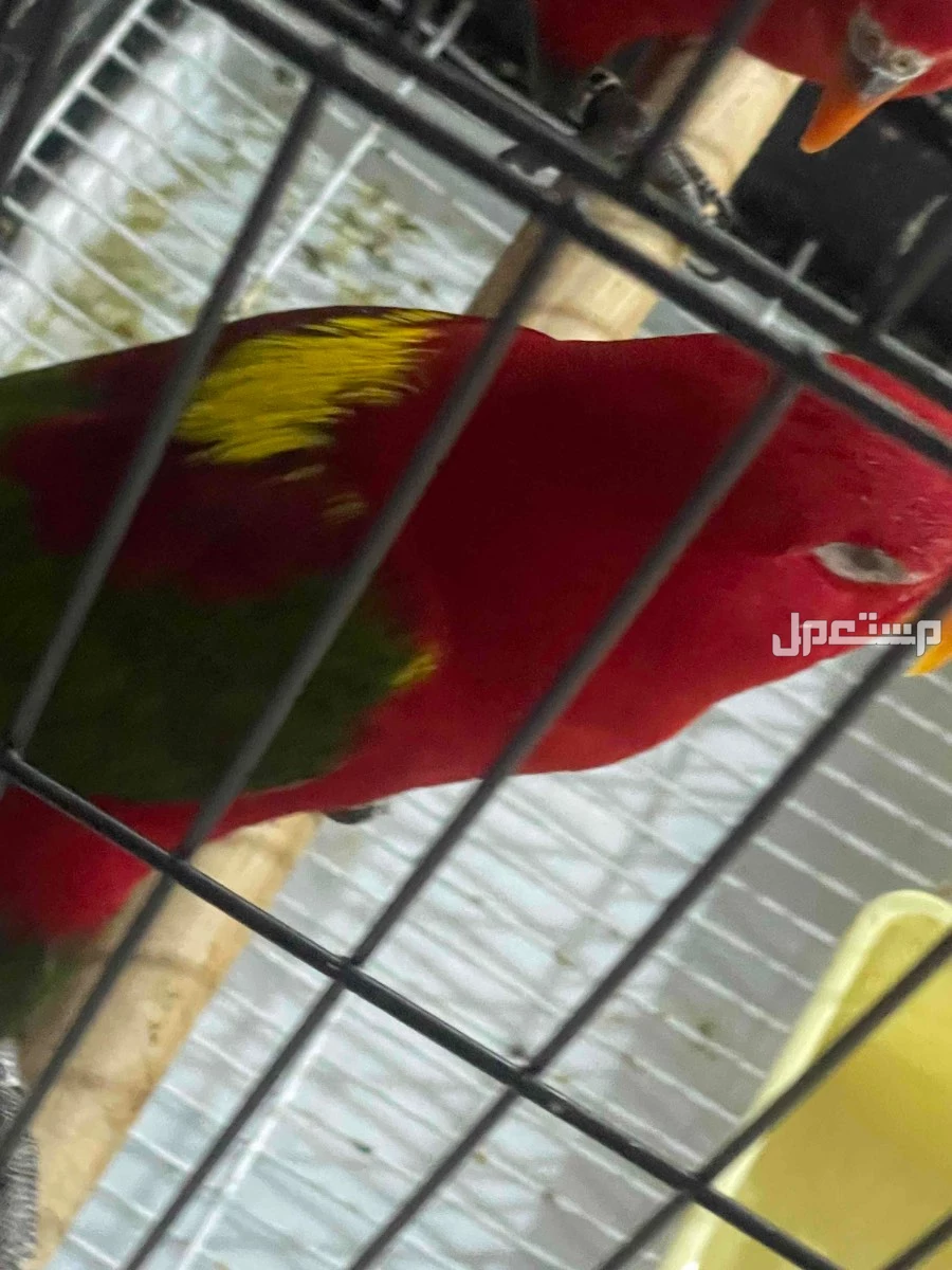 زوج لوري شاترنج نادر التواصل واتس او خاص