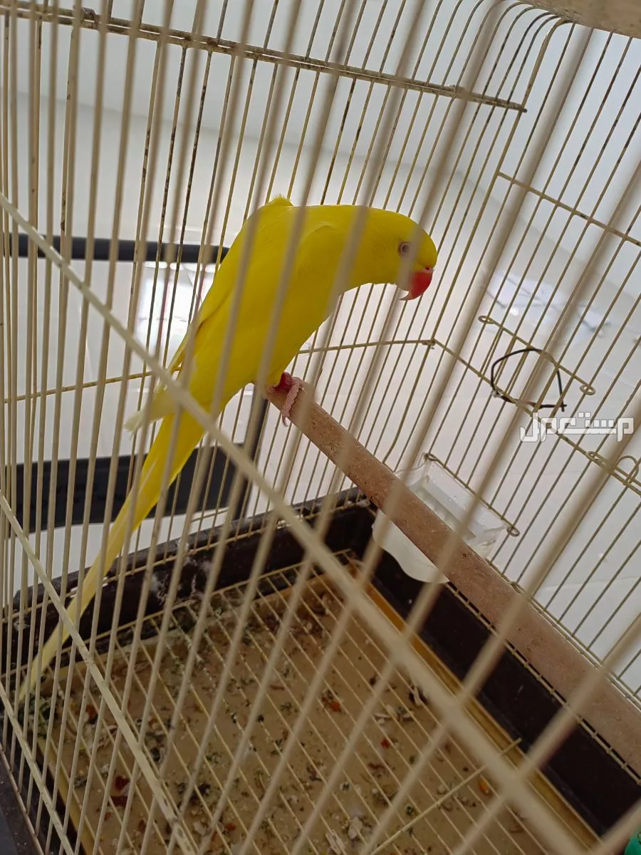 ببغاء درة لاتينو 8أشهر في ينبع الصناعية