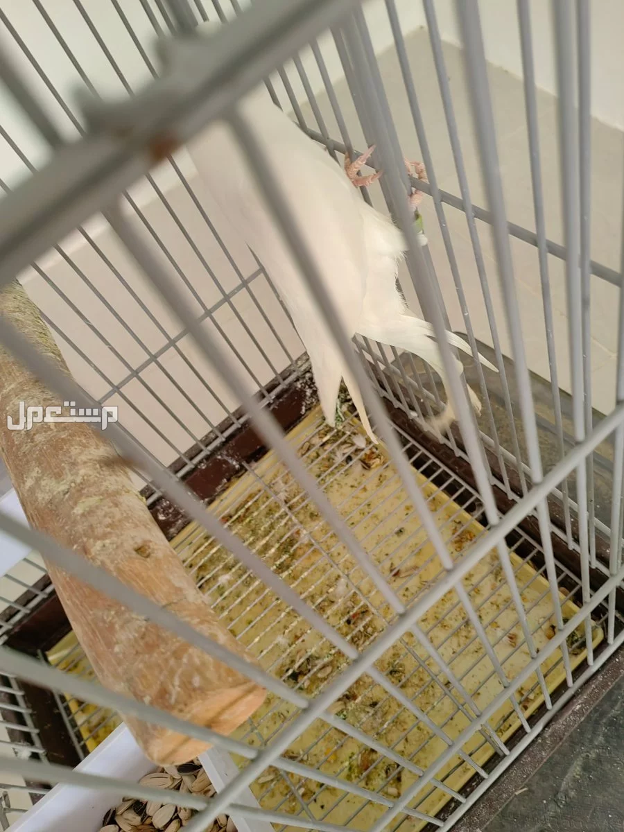 ببغاء درة ألبينو في ينبع الصناعية