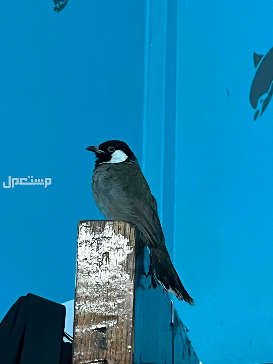 بلبل حساوي 300  ريال قابل للتفاوض في الأحساء