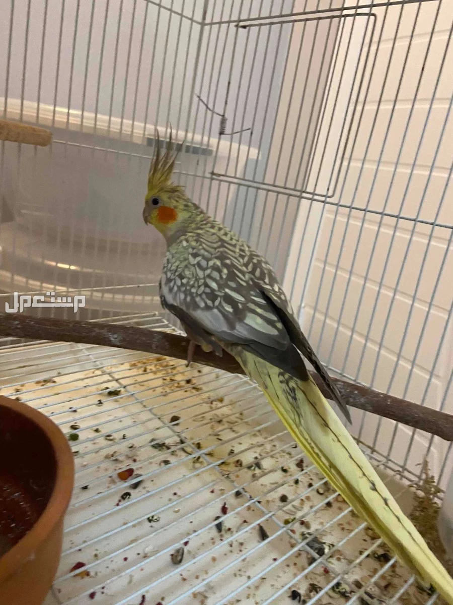 للبيع زوج كروان و انثى فراشة منتجه