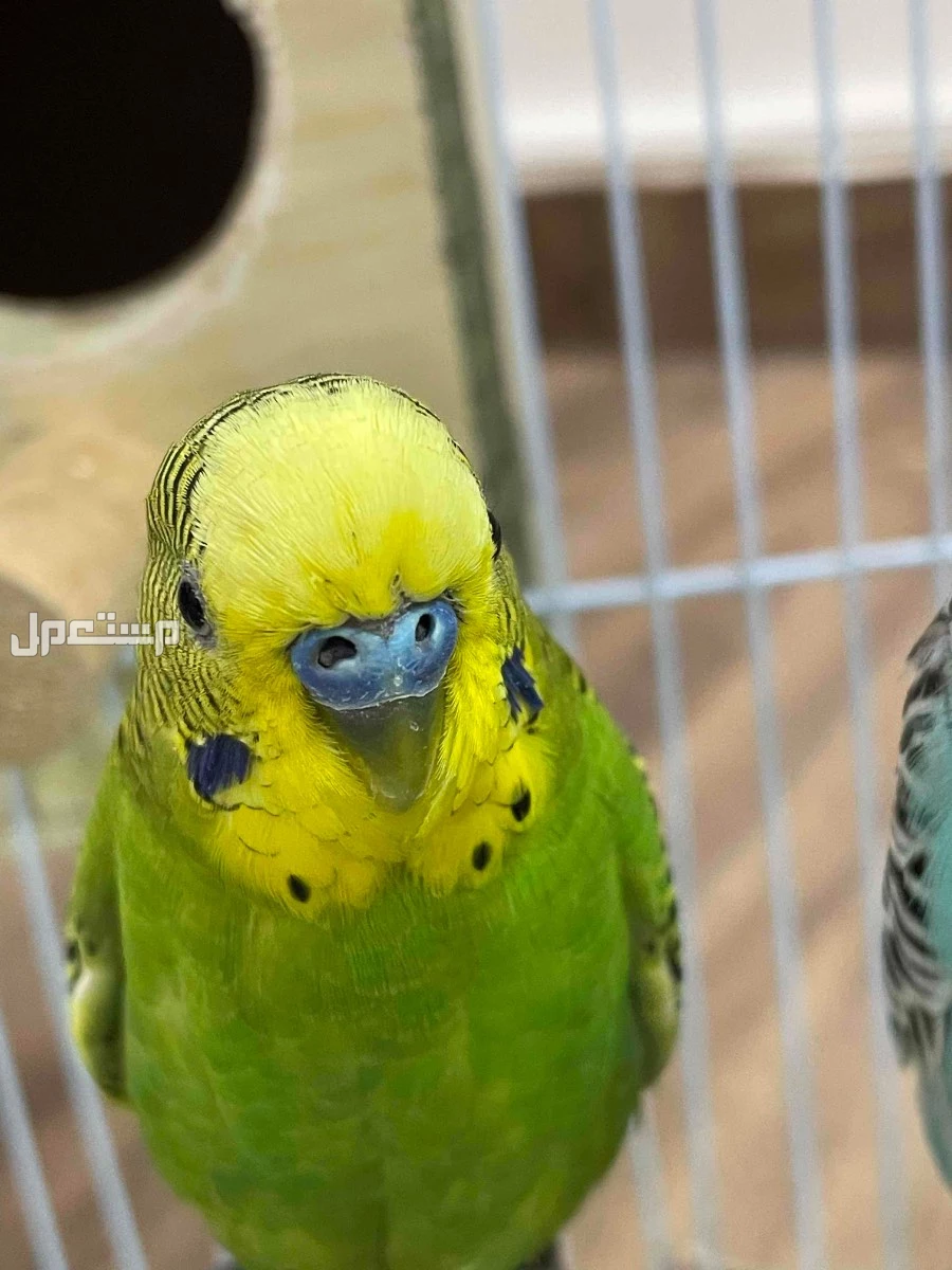 طيور الحب للبيع في نجران بسعر 160 ريال سعودي