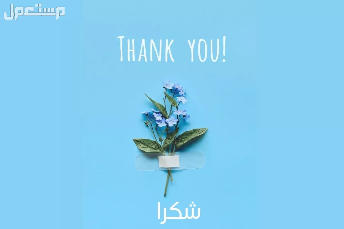 كيفية الرد على عبارات الشكر والتقدير بالعربي والإنجليزي 2025 (صور) الرد على عبارات الشكر والتقدير بالعربي 2025