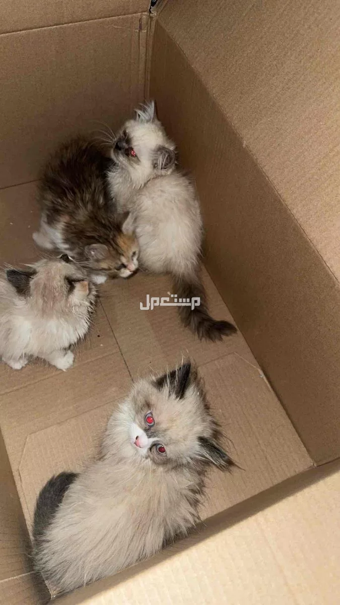 قطط هملايا صغار اعمارهم شهرين ونص واقل ارغب في بيعها