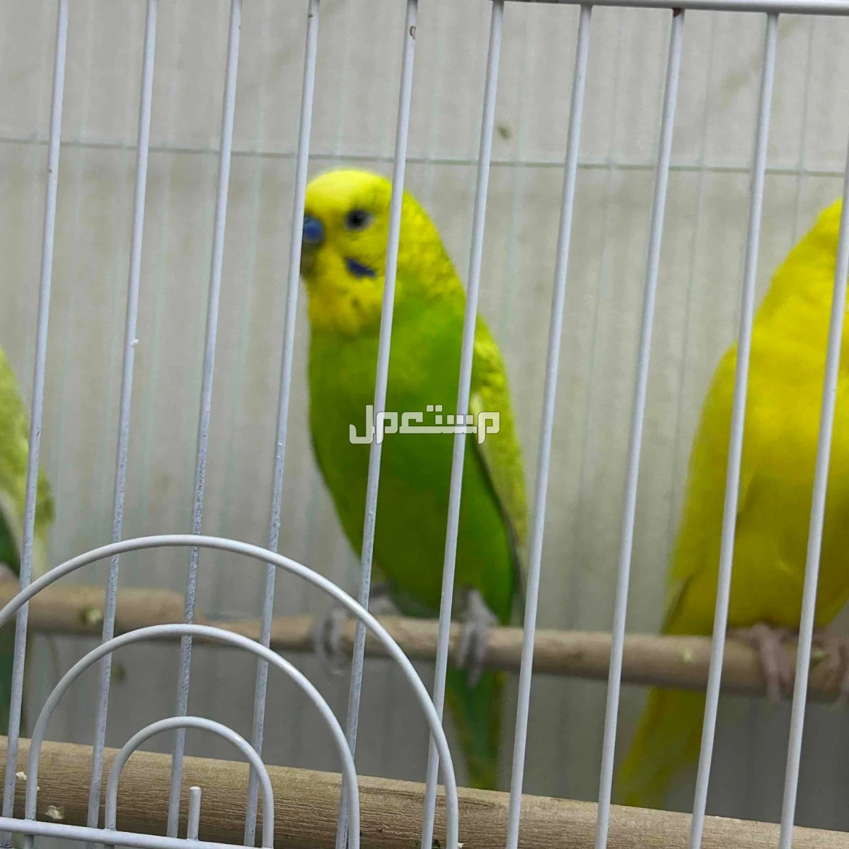 3 عصافير طيور حب للبيع 200 ريال