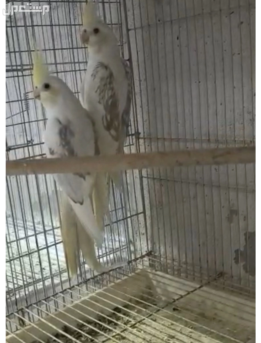 للبيع جوز كروان كريمي فيس بايد ماشاالله ما يشكي من شي