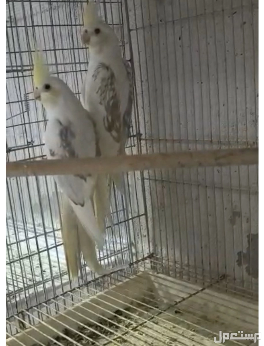 للبيع جوز كروان كريمي فيس بايد ماشاالله ما يشكي من شي