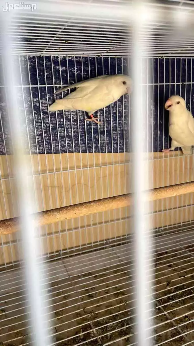 طيور روز البينو منتجه في بريدة بسعر 400 ريال سعودي