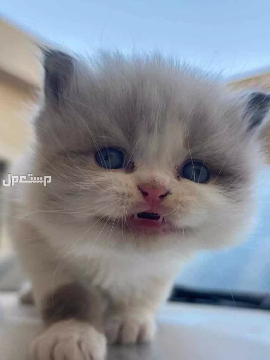 للبيع قطط صغيره ذكوربسعر 400 مع بعض