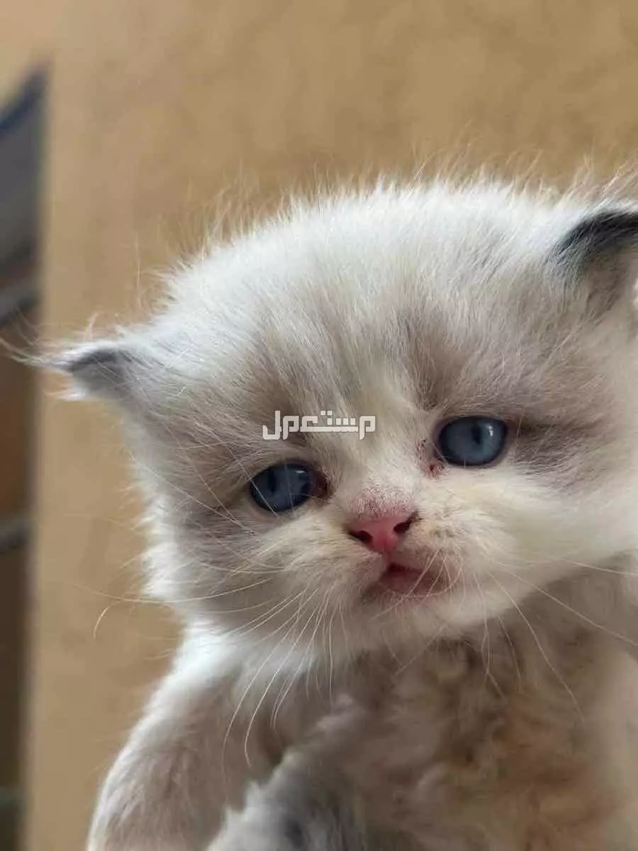 للبيع قطط صغيره ذكوربسعر 400 مع بعض