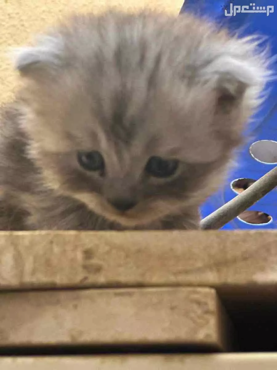 للبيع قطط صغيره ذكوربسعر 400 مع بعض