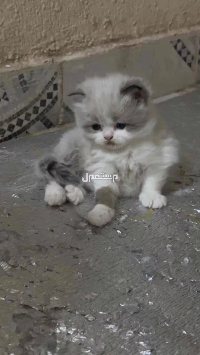 للبيع قطط صغيره ذكوربسعر 400 مع بعض
