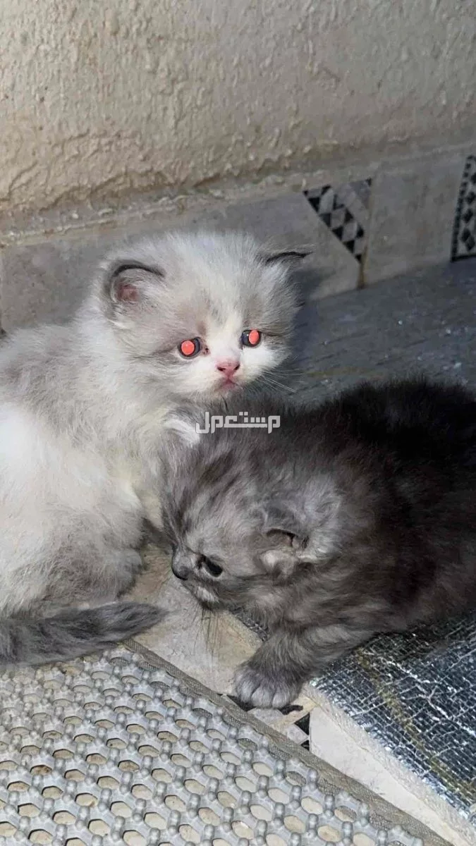 للبيع قطط صغيره ذكوربسعر 400 مع بعض