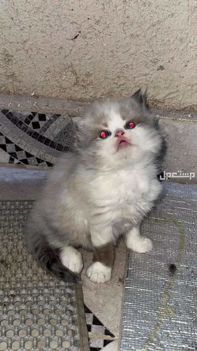 للبيع قطط صغيره ذكوربسعر 400 مع بعض