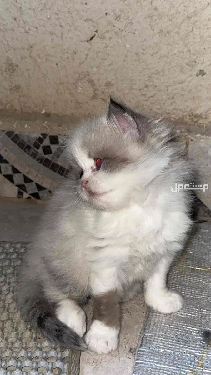 للبيع قطط صغيره ذكوربسعر 400 مع بعض