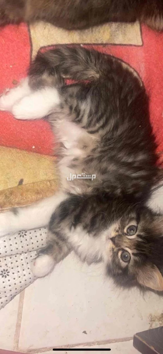 قطط لتبني برسوم قليله 150 فقط في الرياض