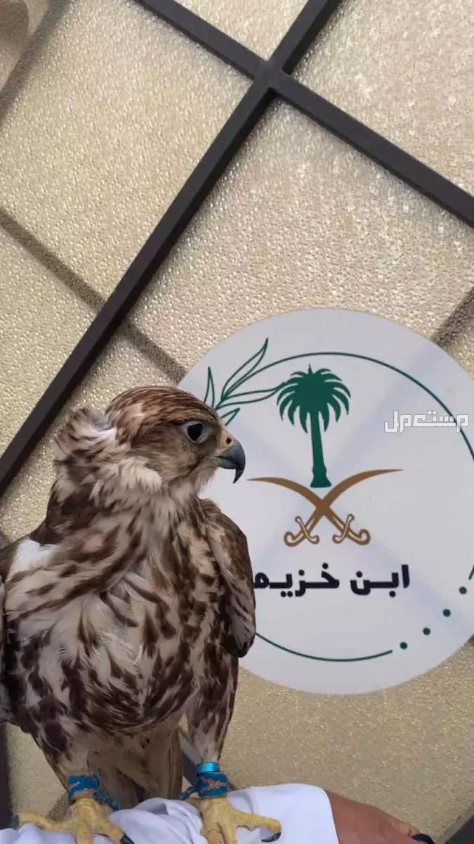 للبيع صقر شاهين في بيشه مسيوم ب 5000 طلب من الله الزود
