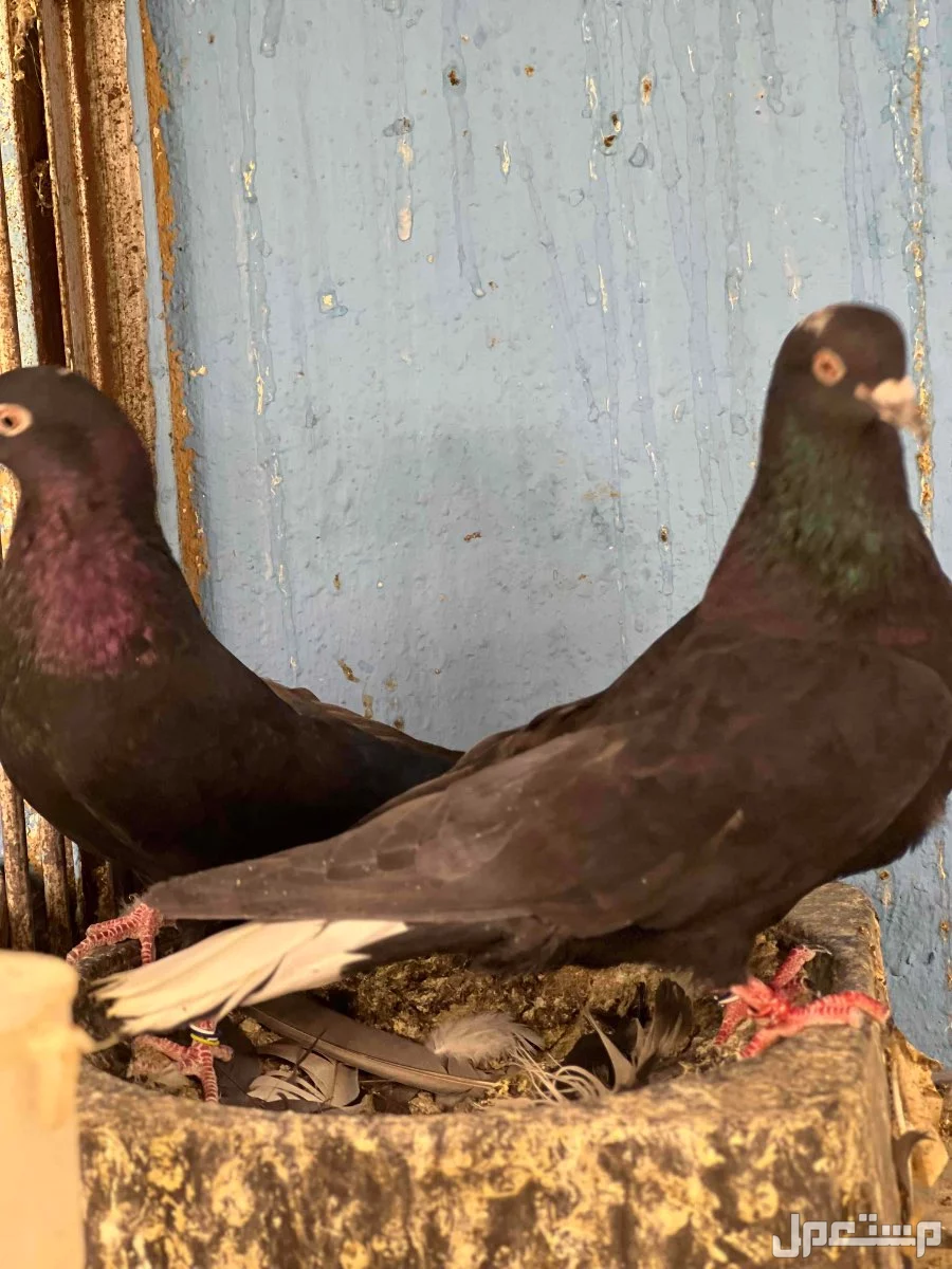 للبيع جوز قطايف سود تركيبه جديده