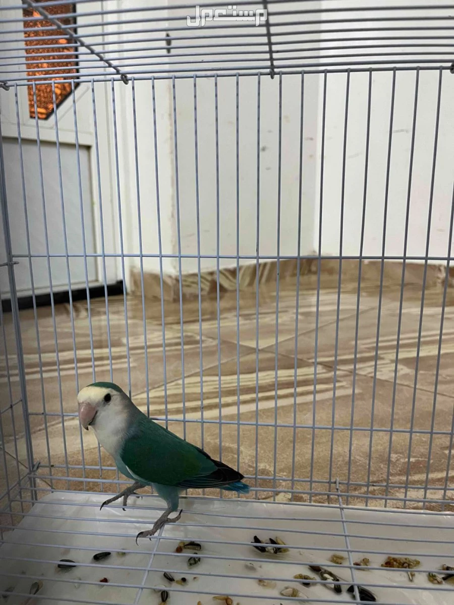للبيع انثى روز منتجه انتجت ثلاث مرات