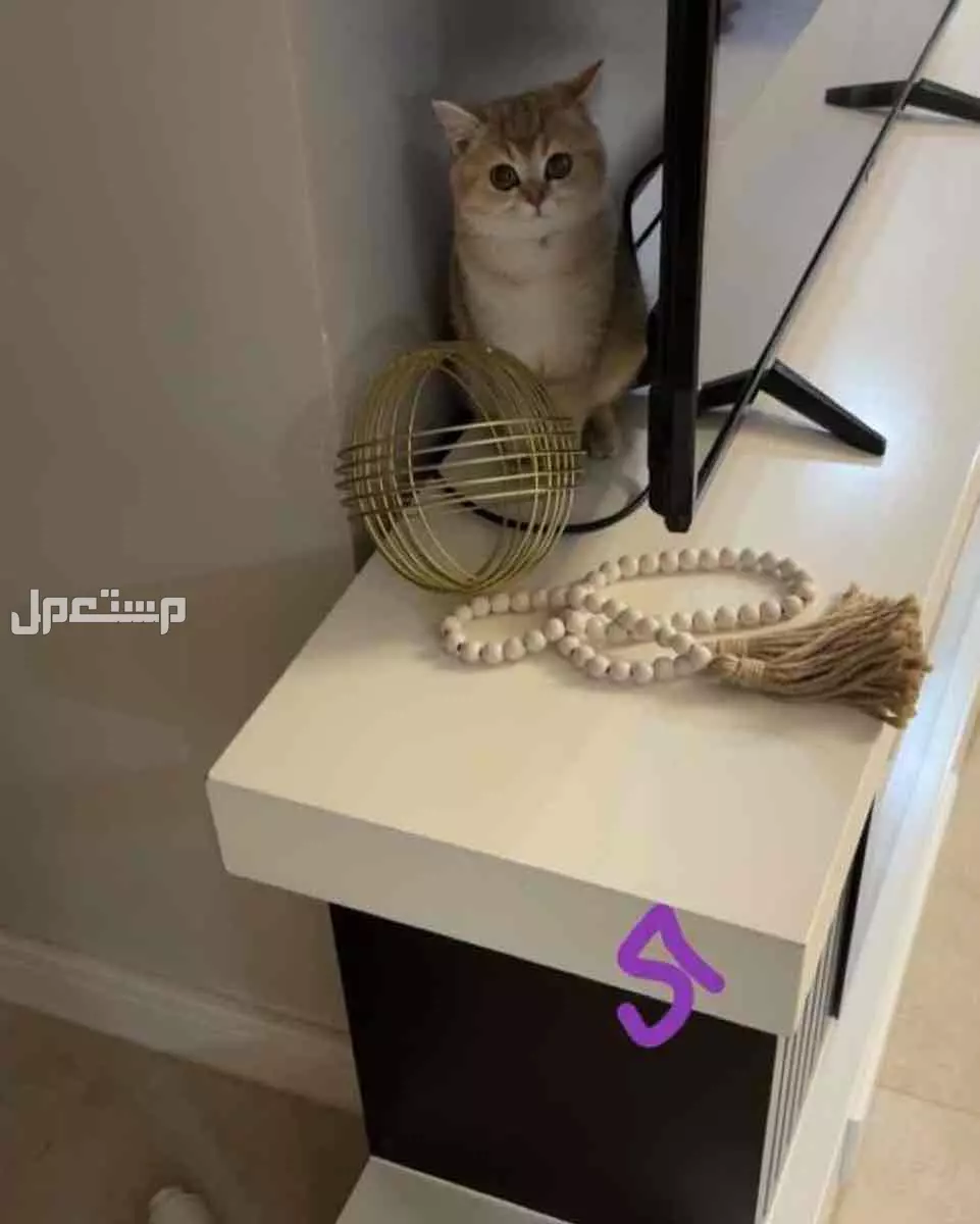 قطط في الرياض بالحمراء بسعر 900 ريال سعودي