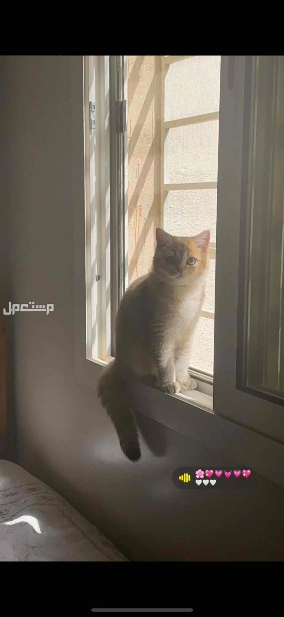 قطط في الرياض بالحمراء بسعر 900 ريال سعودي