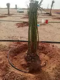 نخيل للبيع اخلاص نخل برحي كل الانواع