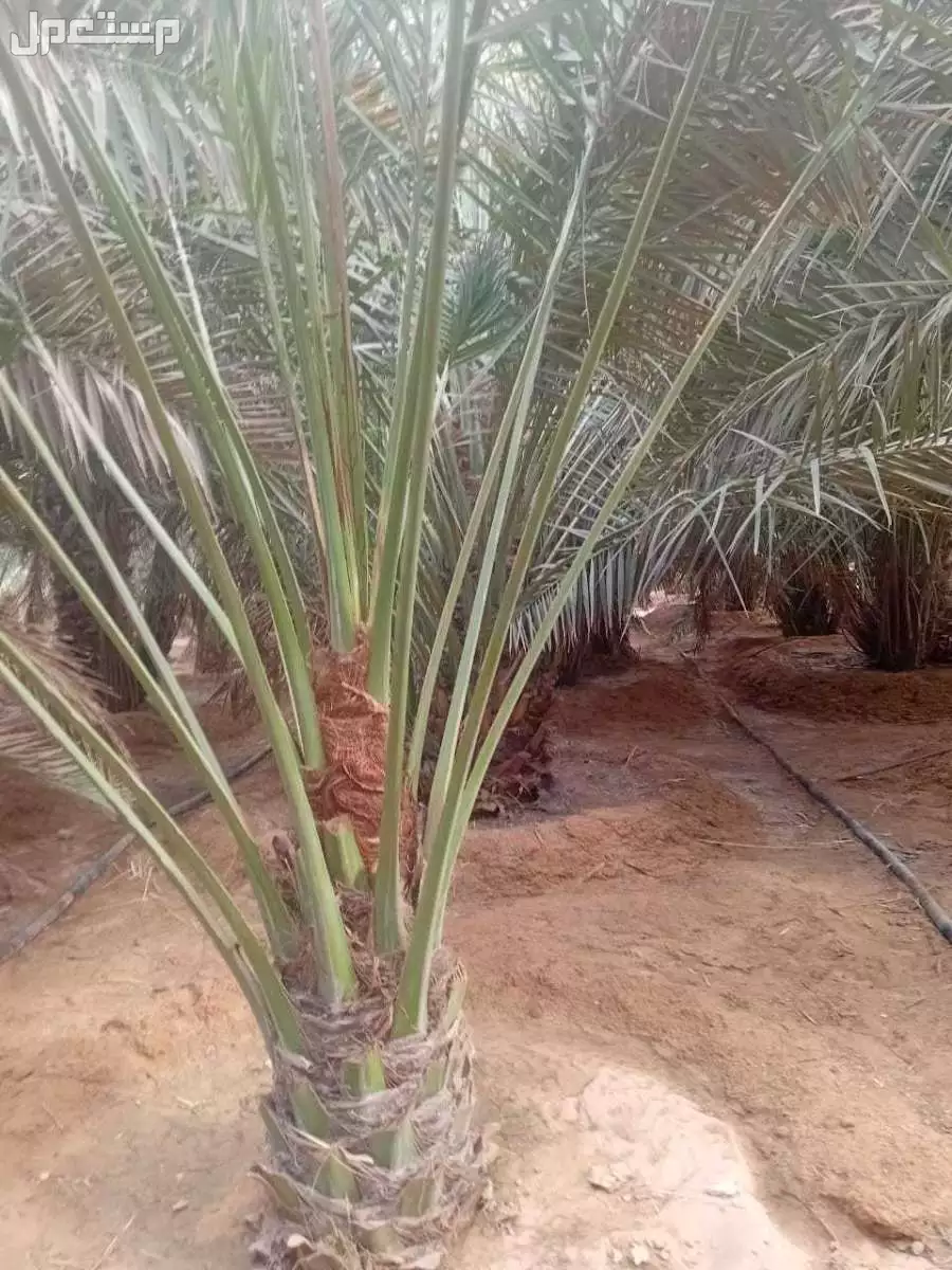 نخيل للبيع اخلاص نخل برحي كل الانواع