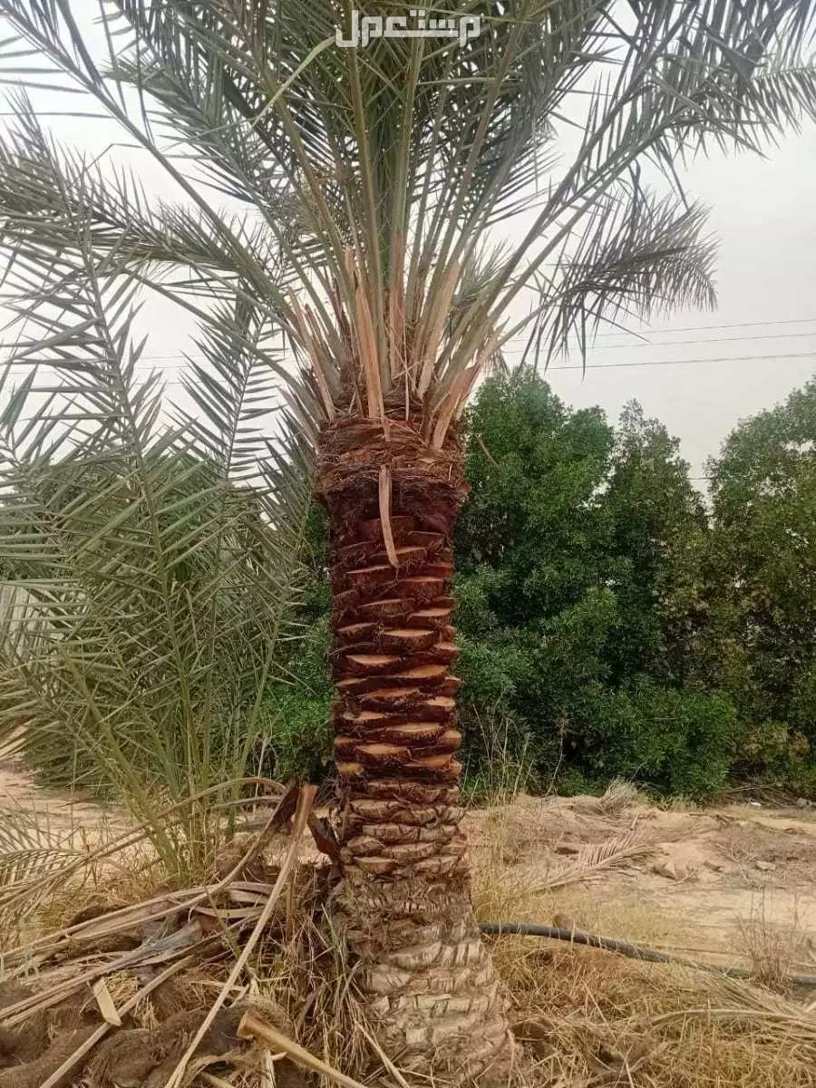 نخيل للبيع اخلاص نخل برحي كل الانواع