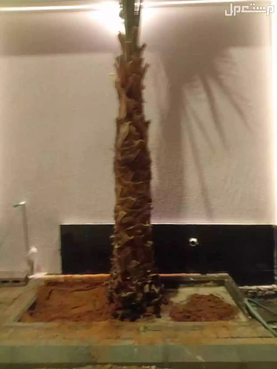 نخيل للبيع اخلاص نخل برحي كل الانواع