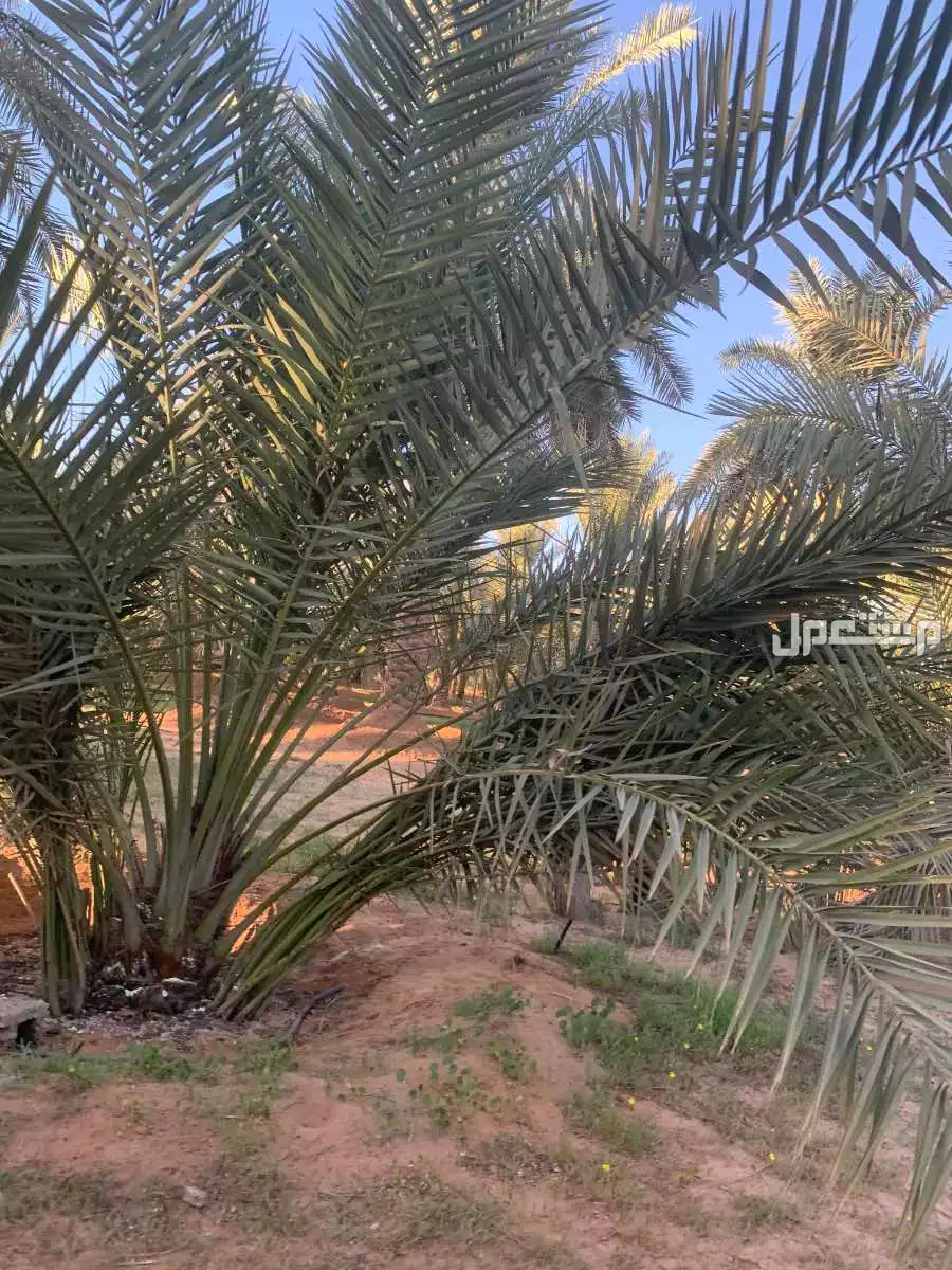 مطلوب عامل زراعي للعمل في البكيرية