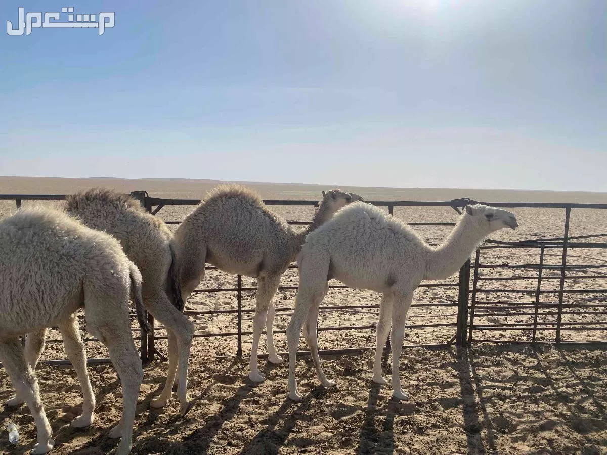 للبيع حيران طيب سمان على حليب امهاته و العشب