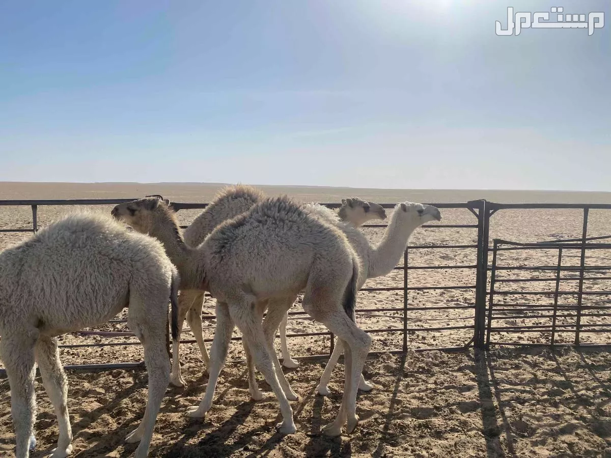 للبيع حيران طيب سمان على حليب امهاته و العشب